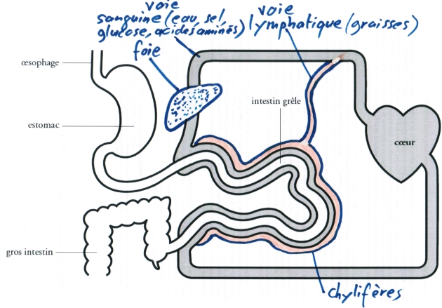 Les Deux Voies De L Absorption Intestinale